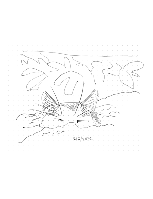 Daily comic
